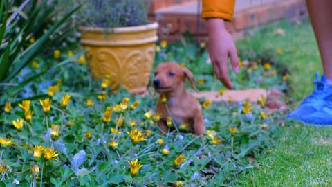 On a flower bed in the gardens, a person with a cute brown puppy plays tennis with a tennis ball