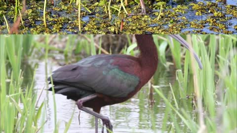 Glossy Ibis