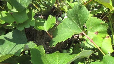 Bird probably gets drunk after laying eggs