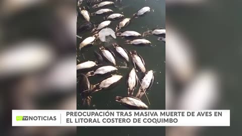 GRAN CANTIDAD DE AVES MUERTAS HAN APARECIDO EN LA COSTA DE LA REGIÓN