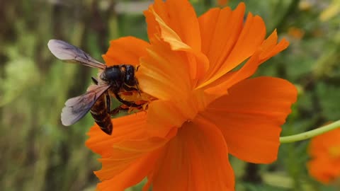 Bee and Cosmos flower