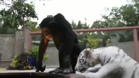 Adorable Video of a baby Orangutan playing with white tiger