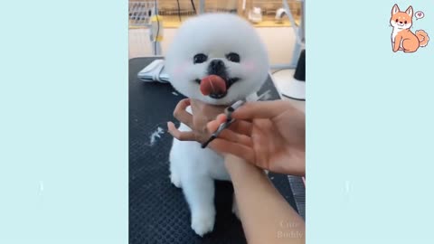 🤣Funny and Cute Dog Compilation Videos 2021🤣 🐶 It's time to LAUGH with Dog's life