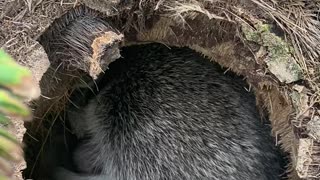 Raccoon with her babies