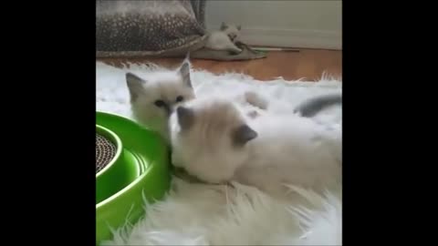 cute cats play together.