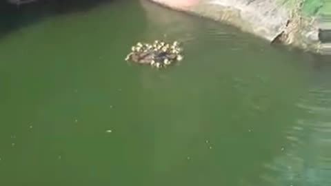 MAMA DUCK TEACHING DUCKLINGS HOW TO SWIM 💖🤗🦆