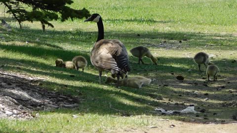 duck with ducklings mother and kids