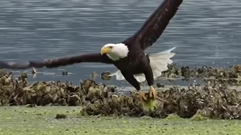 Blad Eagle's Amazing Ability to Find Food viral