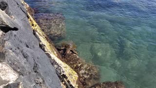 A Little Sea Turtle Feeding