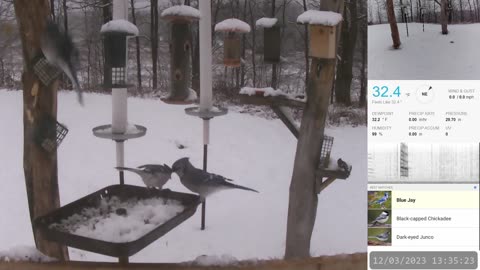 The Blue Jays Seem To Enjoy The Snow