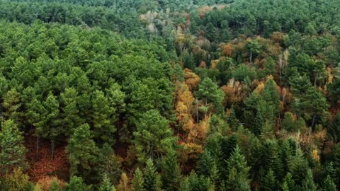 Fall Colors | Forest | Cinematic Drone Footage