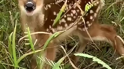 Baby Fawn 🦌 to make your day!