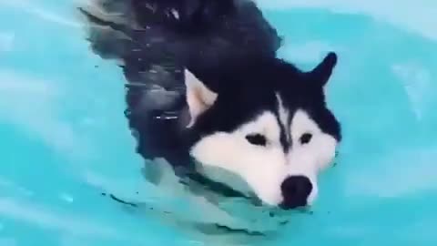 The dog's swimming posture is so beautiful