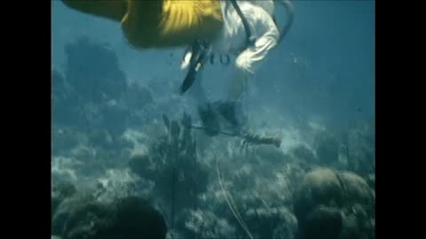 Double Hose Regulator SCUBA Diver Catching Spiny Lobsters in Cozumel Mexico Vintage Film