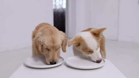 WHO EATS FASTER? Golden Retriever Or Border Collie?