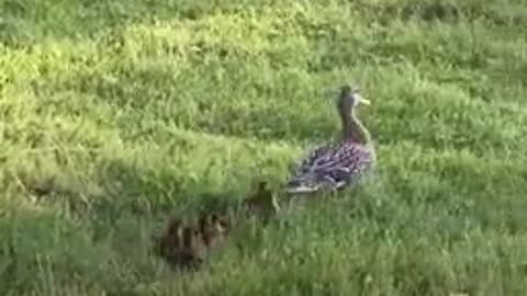 The whole neighborhood helped this mama duck get her babies back