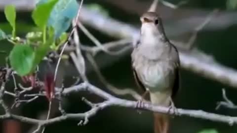 The nightingalebird sings.