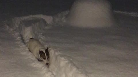 Levi Jack Russell Extraordinaire in the deep snow!