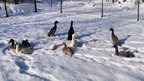 Cute ducks playing in the snow