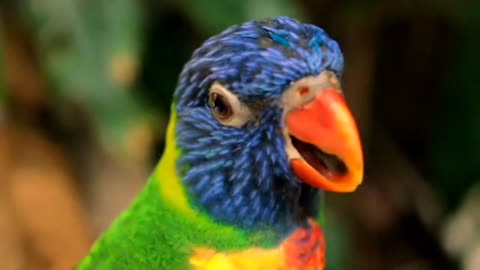 Parrot Colorful Which There is The Tropical Natural Forest