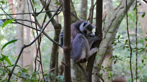 Wild Primates Resting On Trees