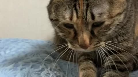 The cute cat's kneading on the bed