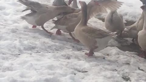 These two geese, I call the Twins, are having a dispute.