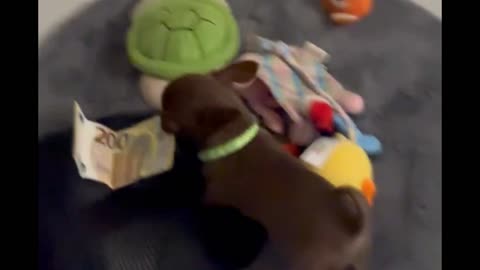 Tiny Pup Takes Off With Cash