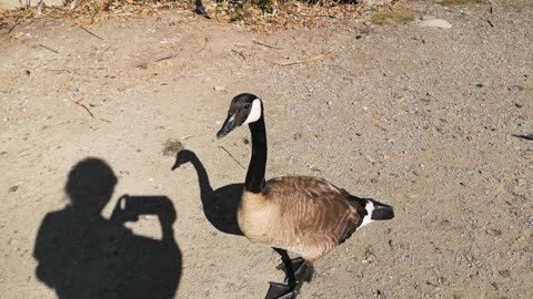 Burnaby lake (on June) Happy time in 2024