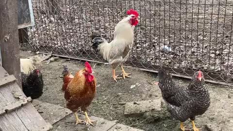 ROOSTER CROWING