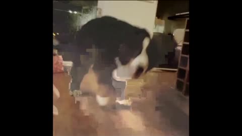 Bernese Mountain Dog has priceless reaction to new toy