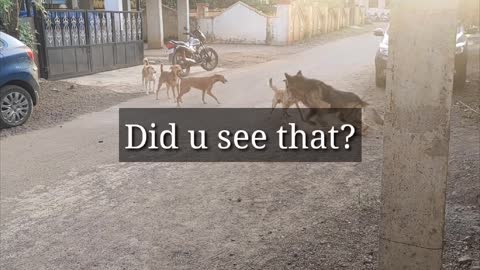 German Shepherd vs street dog. Makes your dog aggressive