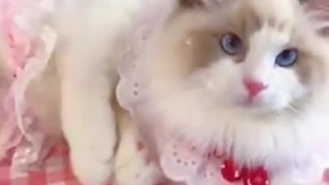 Aww cute cat videos funny Vol5❤️ Cat Cash Compilation chines💚 Tiktok Cat Meow #cat #shorts