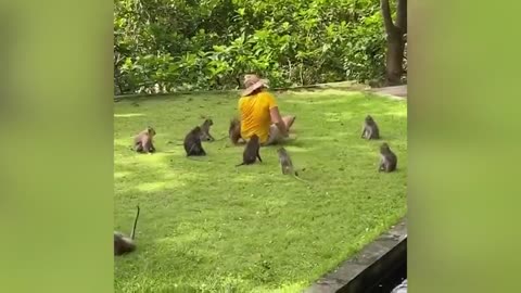 SMALL GIRL PLAYING WITH ANIMAL.