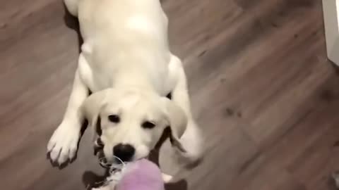 Funniest & cutest labrador puppies