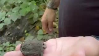 Baby snapping turtle