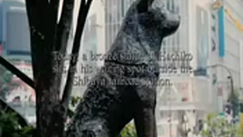 The story of dog loyalty Hachiko to death