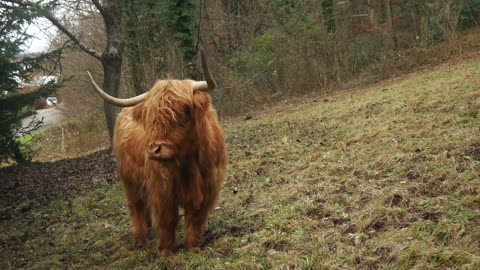 Friendly Highland Cattle