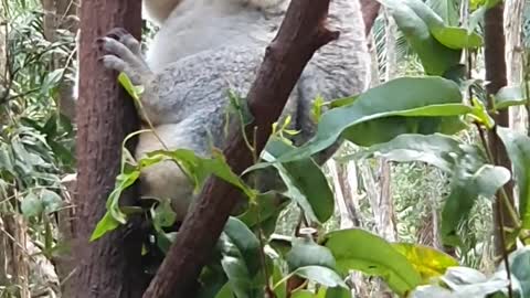 How Koala eats leaves? 🥰🥰