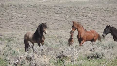 Wild Horses Fighting