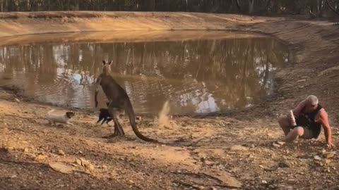 Roo VS Dog VS Man