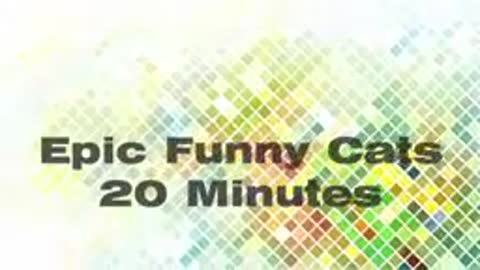 Epic Funny Cats 21 Minutes 2021