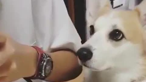 Great done Smart giant gentle dog is but it's pretended[smart dog_clever dog]