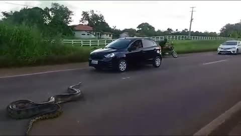 Traffic halts as Giant Anaconda Crosses Road in Brazil