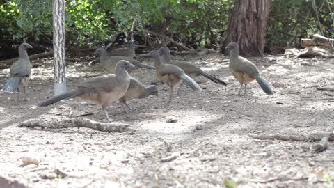 Grpup Of Birds On Shoore Looking For Worms