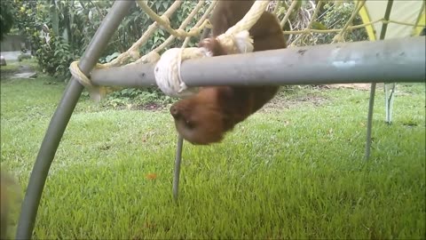 Baby Sloths Being Sloths - FUNNIEST Compilation