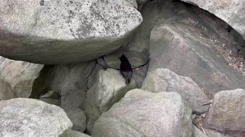 A cat living at the top of mountain