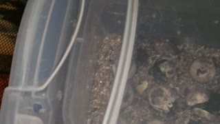 More turtles hatching