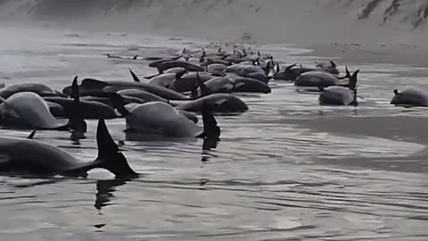 ⚠️Warning Distressing⚠️ 230 Whales Beached In Australia - Half Still Alive