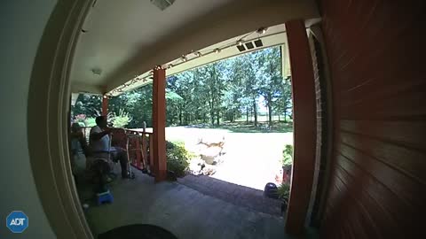 Spooked Deer Smashes Through Door